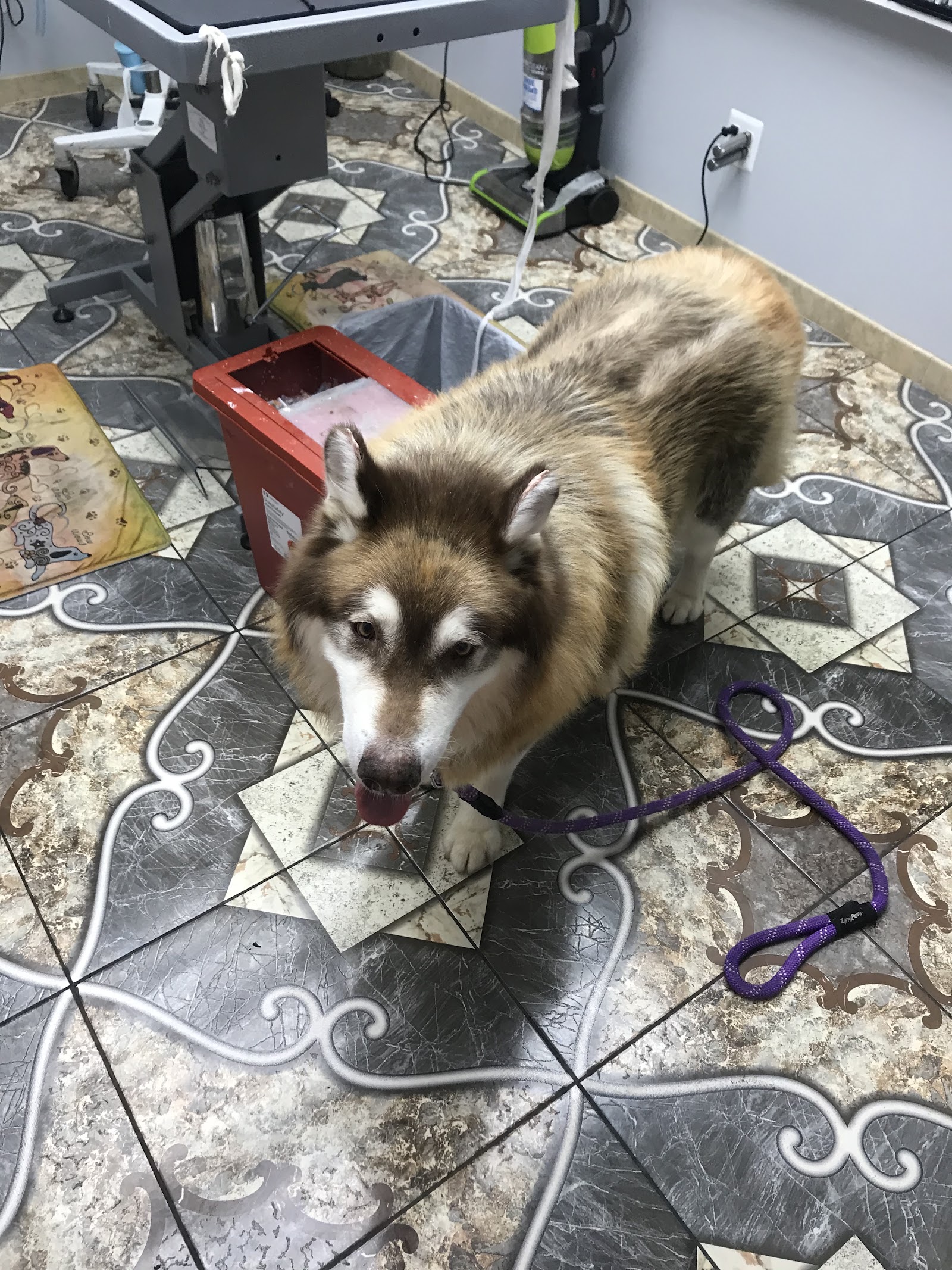 Animal Care Hospital of Livonia in Livonia