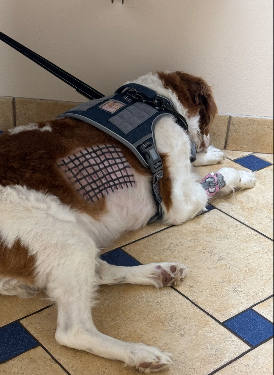 Bloom Animal Hospital in Livonia
