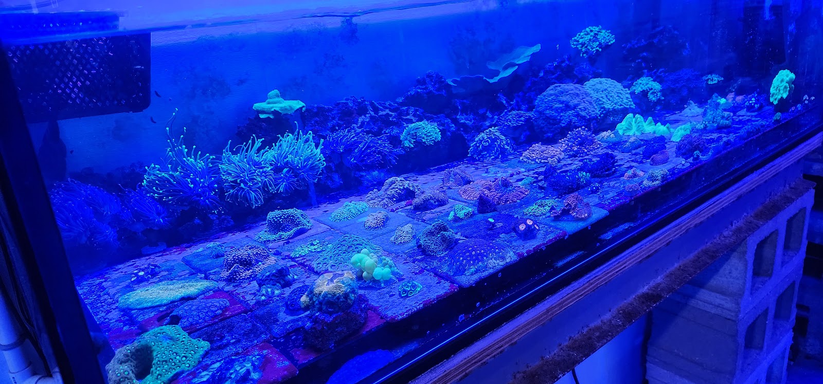 Cherry Corals — photo