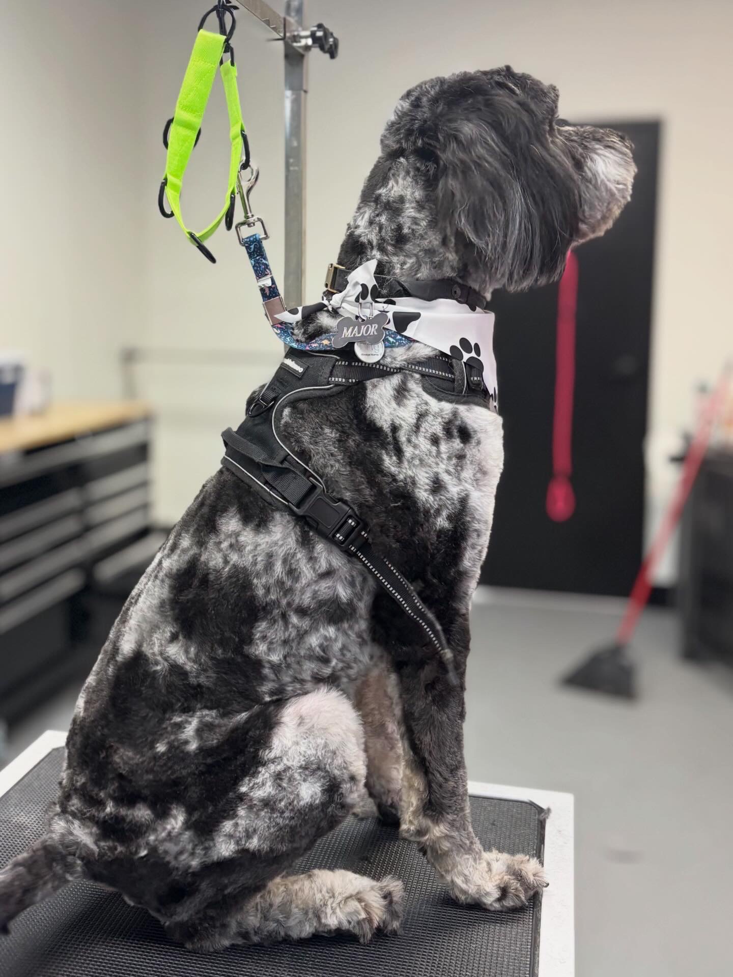 Spruced Up Pet Grooming in Livonia
