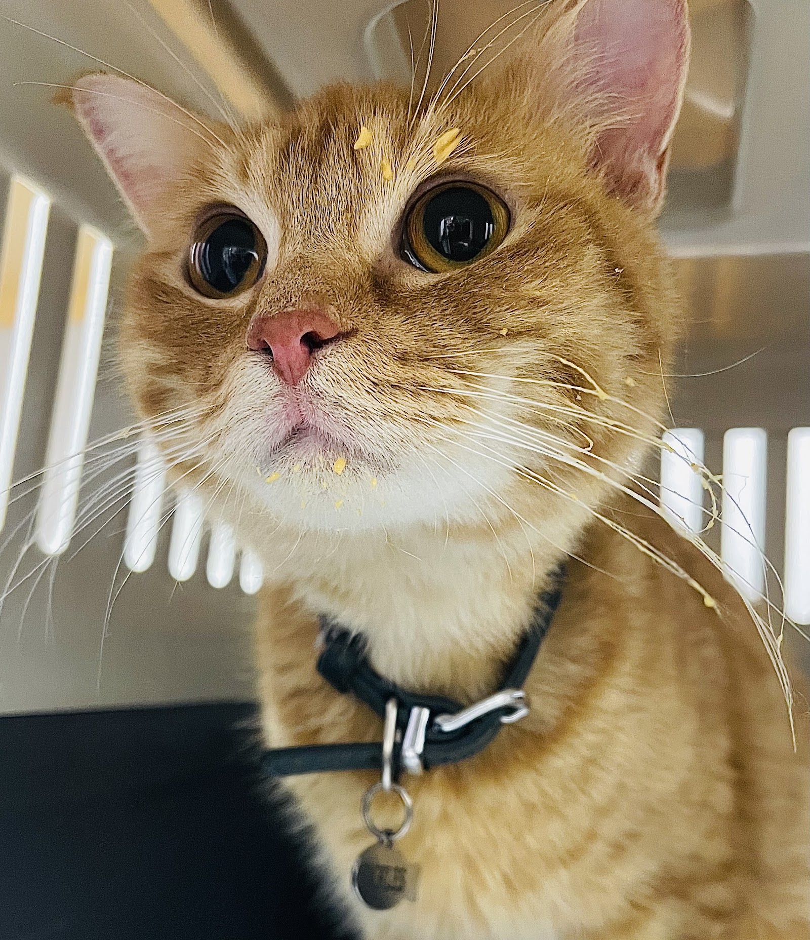 Unleashed Pet Care in Livonia